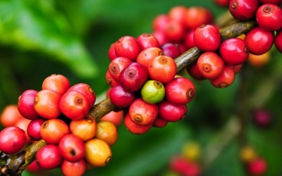 Nguồn gốc và hành trình 100 năm của cà phê trên đất Việt? 