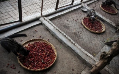 Tìm hiểu về Chồn Hương làm cà phê